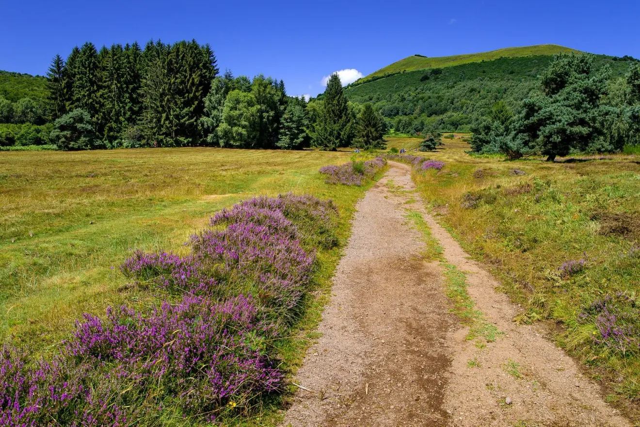 A dirt path crosses a meadow with purple flowers, surrounded by trees and lush green hills under a blue sky.