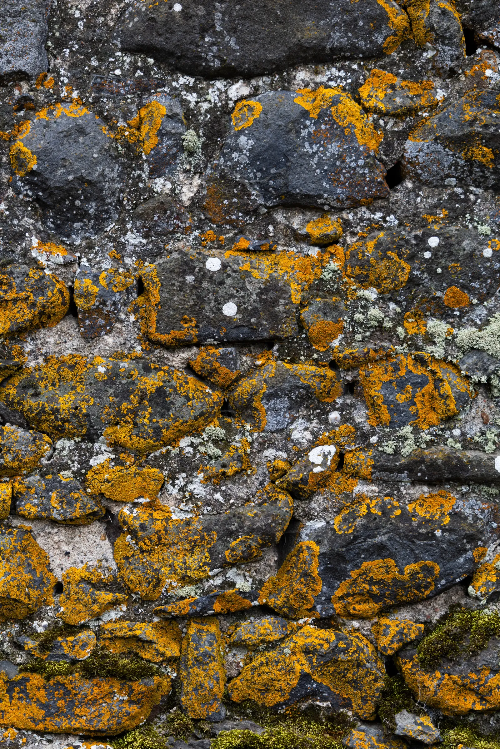 Surface rocheuse recouverte de lichens jaunes et blancs