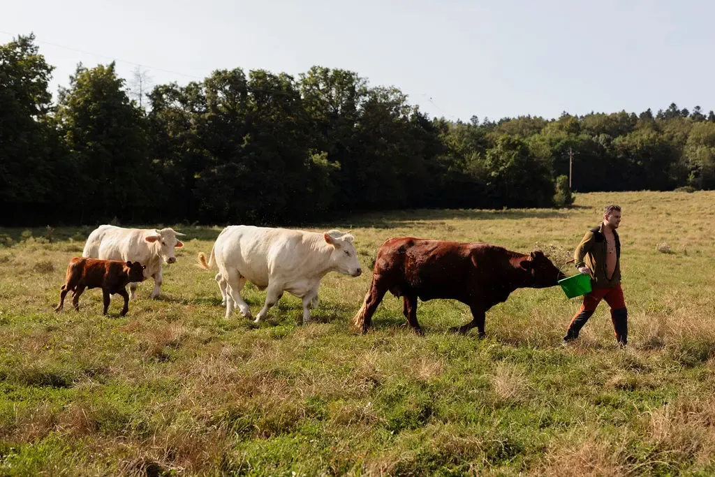 Un homme marche dans un champ avec quatre vaches, dont un veau, et tient un seau vert